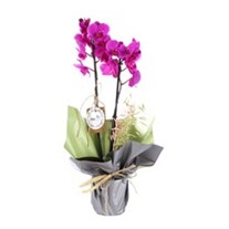 Your Style Mor Orkide