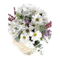 My Sweet Daisy Papatya