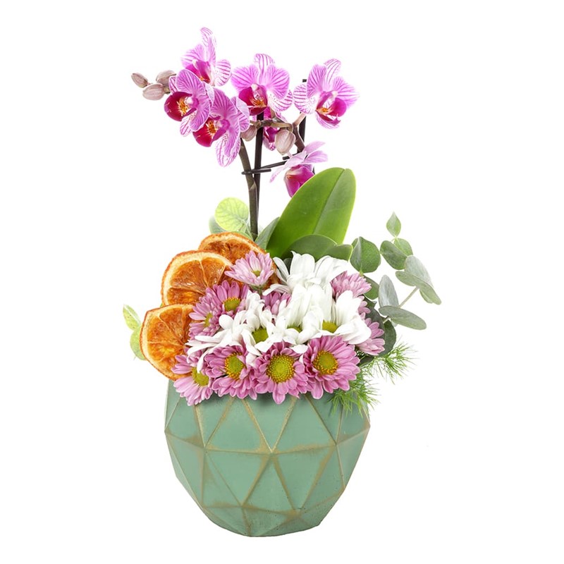 Beautiful Seasonal Garden Orkide