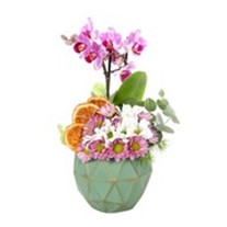Beautiful Seasonal Garden Orkide