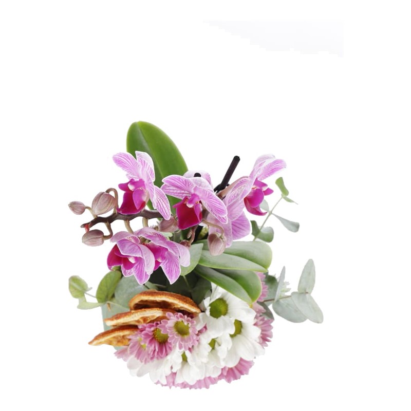 Beautiful Seasonal Garden Orkide