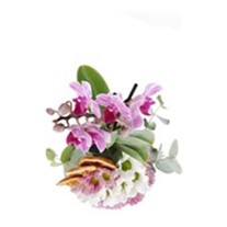 Beautiful Seasonal Garden Orkide