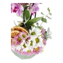 Beautiful Seasonal Garden Orkide