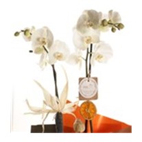 White Love Orkide