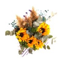Summer & Sunshine Letter