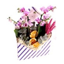 Daydream Surprise Letter