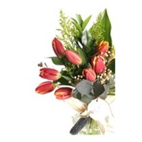 My Dream Sweet Tulip