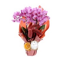 Sweet & Pretty Premium Orkide