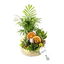 Comfort Life Garden