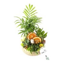 Comfort Life Garden