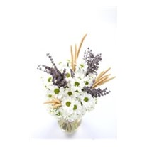 White Gift of the Moon Papatya
