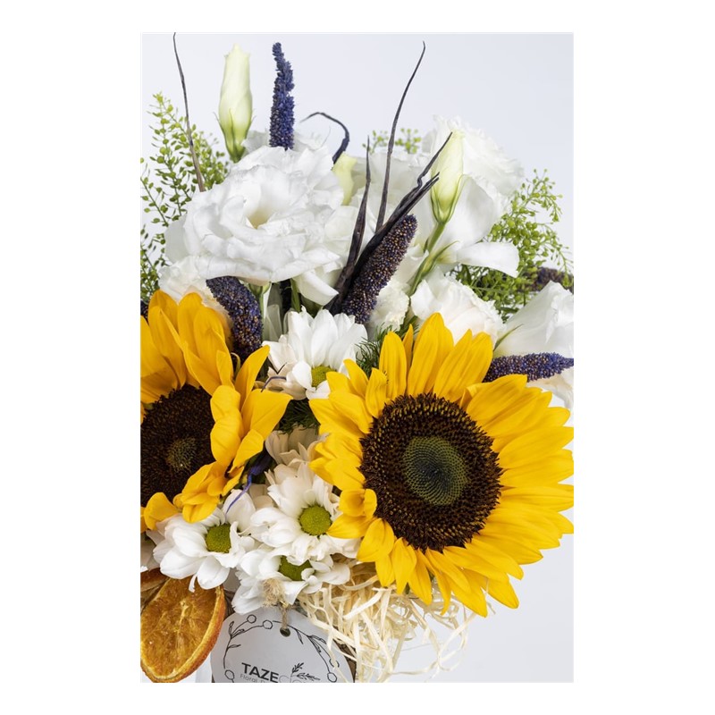 Daisy Carnaval Papatya