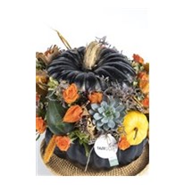 Pumpkin İnfinite