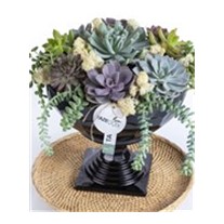 Vintage Smile Succulent Garden