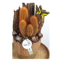 Based of Naturalness Cactus