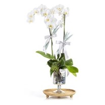 Premium Orchid Garden