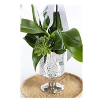 Premium Orchid Garden