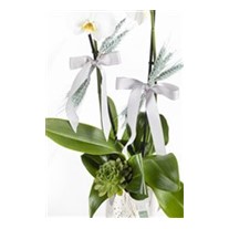 Premium Orchid Garden