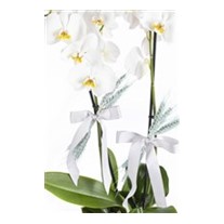 Premium Orchid Garden