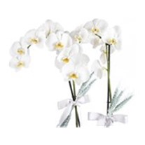 Premium Orchid Garden