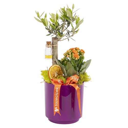 Aegean Breeze Zeytin Ağacı
