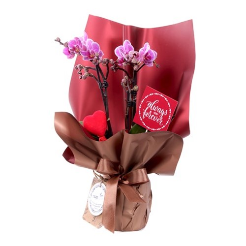 Always & Forever Midi Orkide