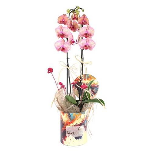 Amazing Design Orchid