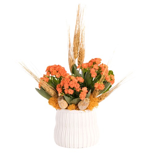 Apricot Harvest Turuncu Kalanşo