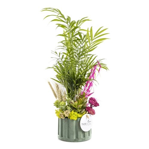 Areca Garden Teraryum