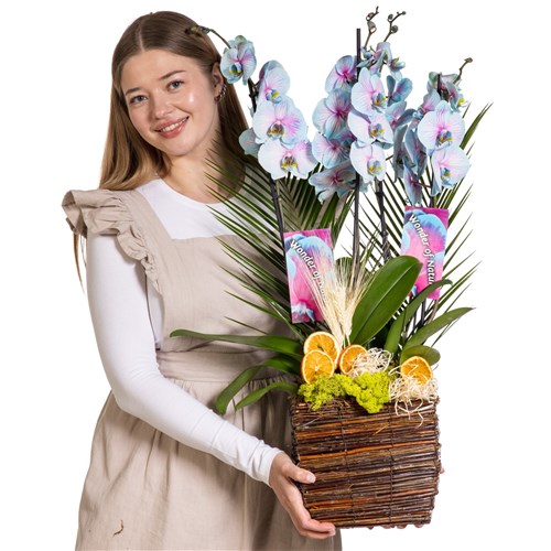 Aurora Orchid Luxury Collection