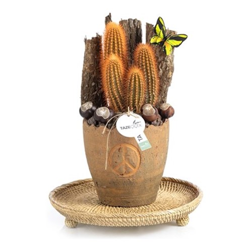 Based of Naturalness Cactus