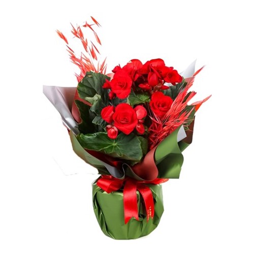 Begonya Love