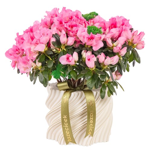 Bella Rosa Saksıda Pembe Açelya