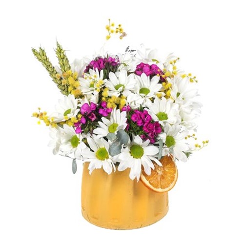Best Smile Daisy - Papatya