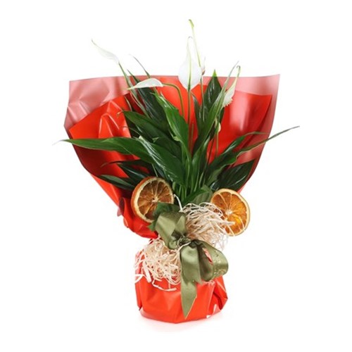 Beyaz Güzellik Barış Çiçeği 20cm