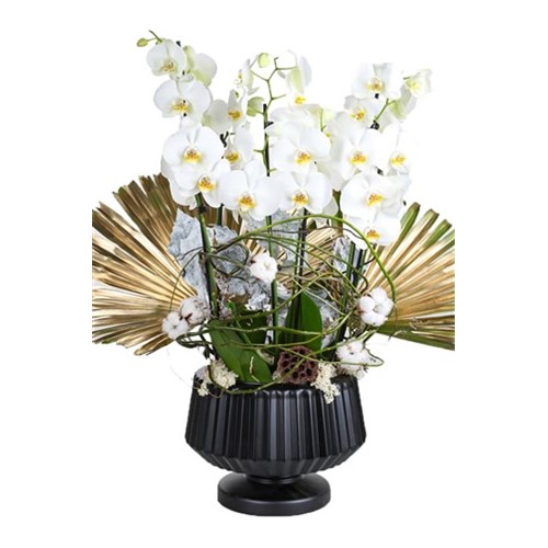 Bigger White Orchid