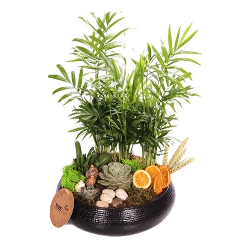 Black Palms Design Teraryum