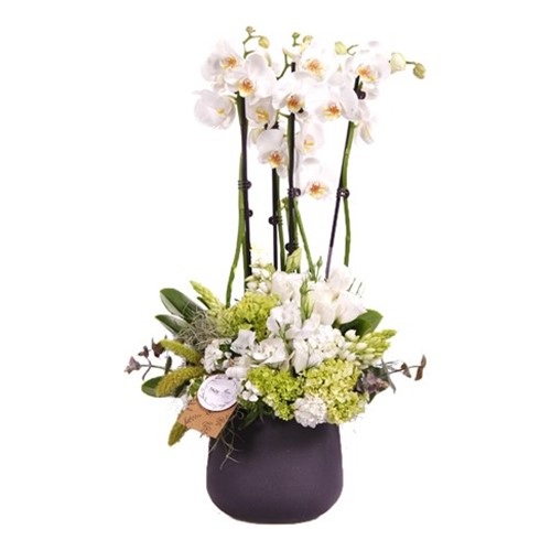 Blessing+Orchid+Arrangement