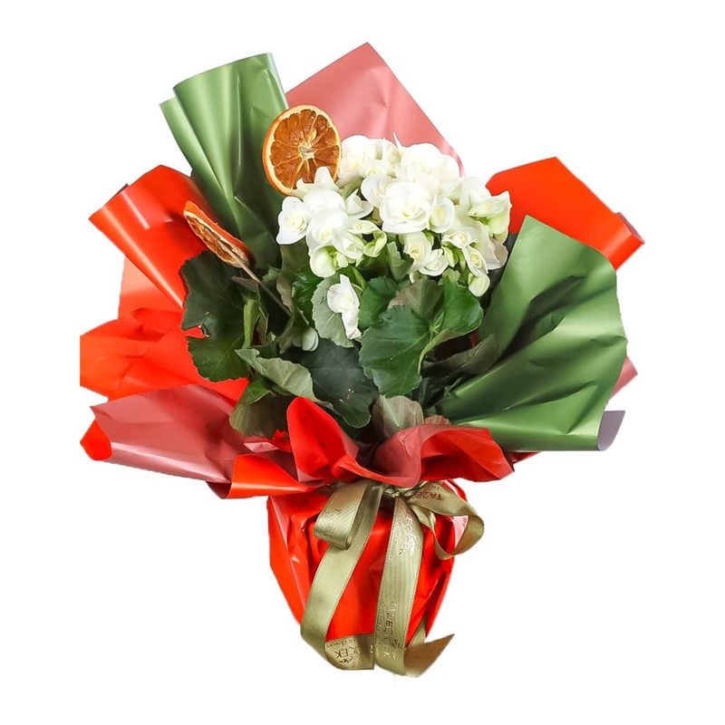 Blooming Begonya | Taze Çiçek