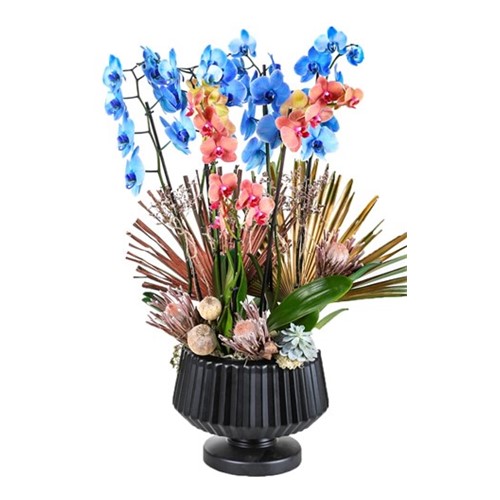 Blue & Orange Luxury Orchid
