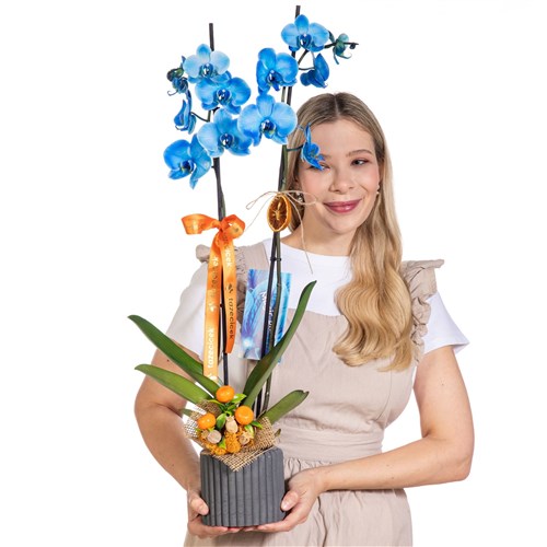 Blue Charm Mavi Orkide