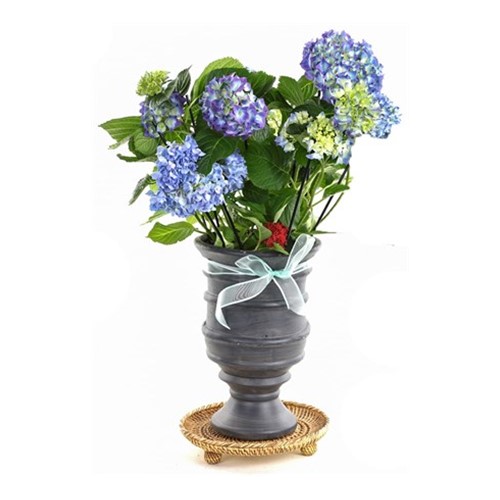 Blue Hydrangea Ortanca