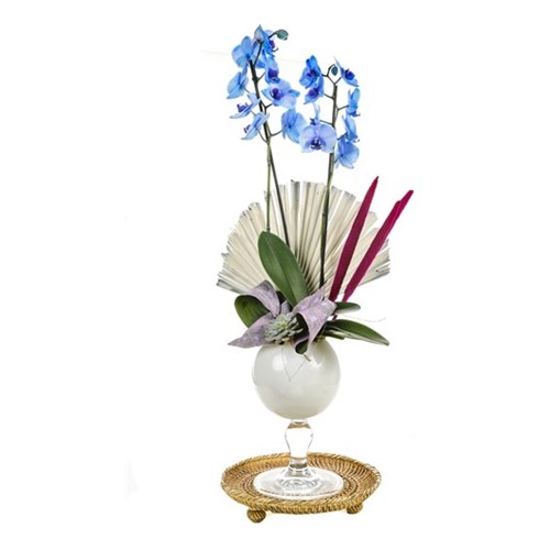 Blue Orchid On White