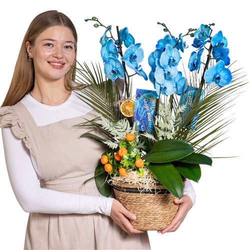 Blue Orchid Signature Collection