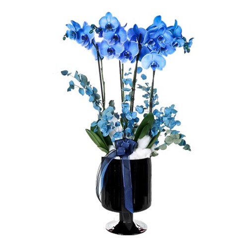 Blue Quatro Orkide