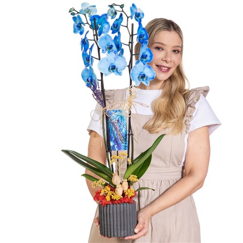 Blue Whisper Mavi Orkide