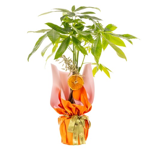 Bright Fortune Para Çiçeği