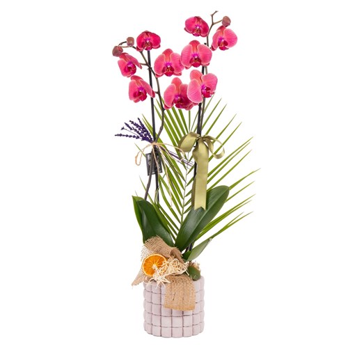 Burlap Berry Çift Dal Orkide