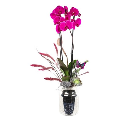 Butterfly Purple Orkide