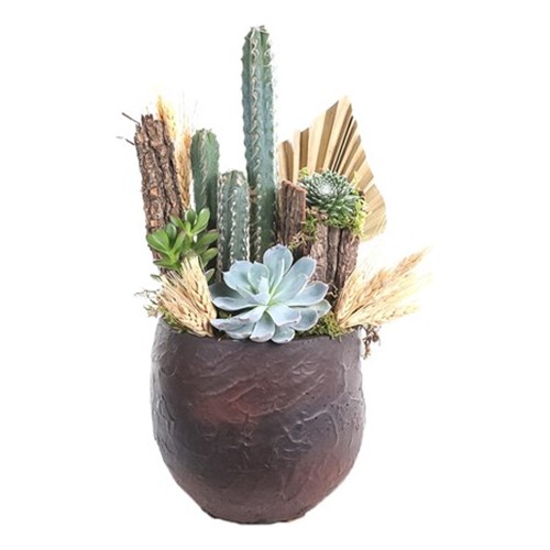 Cactus Garden